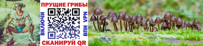 гидра ССЫЛКА  цены наркотик  Нижний Ломов  Галлюциногенные грибы Psilocybine cubensis 